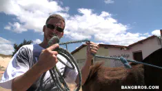 Thumbnail of Donkeys & Brazilian Chicks