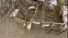 Thumbnail of Julia Swen Enjoys A Facial After Sucking Off Behind The Shed