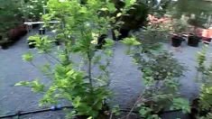 Thumbnail of Renata's Sex Garden