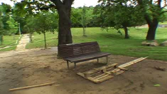 Thumbnail of The Missionary Tree Fuck