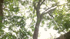 Thumbnail of Almost Illegal