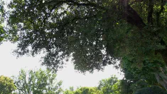Thumbnail of Shake And Sway