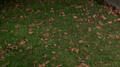 Thumbnail of Strap-On Garden Party
