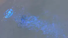 Thumbnail of Playing In Her Bath