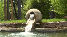Thumbnail of Poolside Penetration