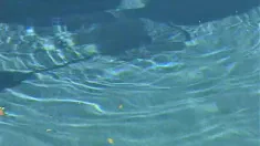 Thumbnail of Sinderella Enjoys Anal Sex Next To The Swimming Pool