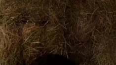 Thumbnail of Maria Bellucci & Sandra Sharing A Stud In The Stable