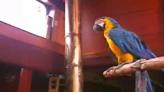 Thumbnail of The Boat And The Parrot, With Tunde