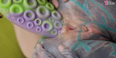 Thumbnail of HARD ANAL Play With Big Toys - 0% Pussy, Prolapse Licking, GAPE, OVERKNEE HIGH HEELS Fetish (Punk, Goth, Alt Porn)